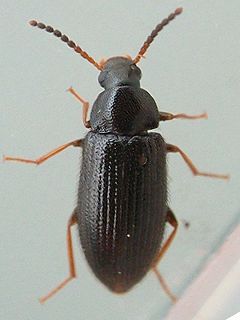 Mycetochara sp.()