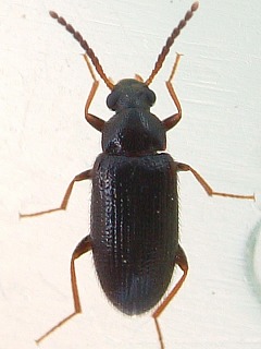 Mycetochara sp.()